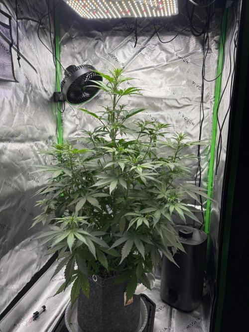 Northern Lights Auto. Week 5