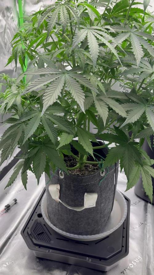 Northern Lights Auto