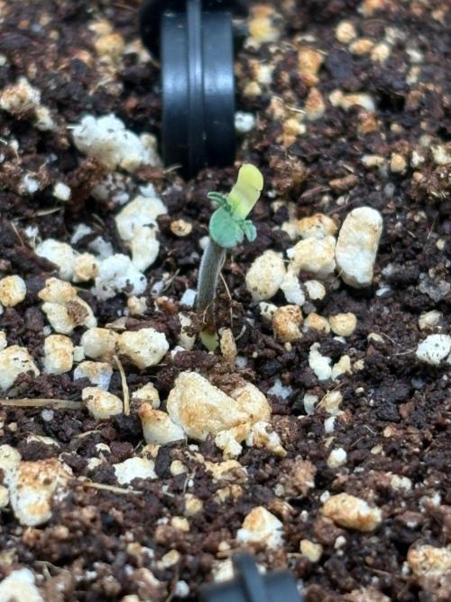 Blue Dream Auto. Week 0