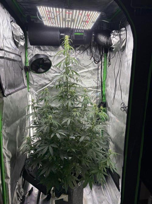 Northern Lights Auto. Week 6