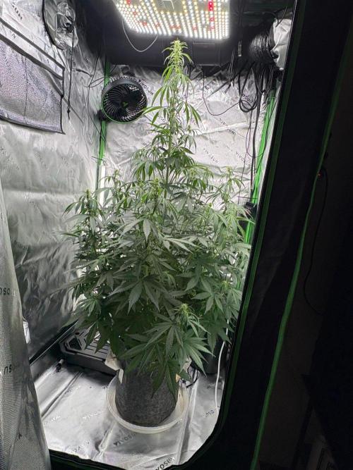 Northern Lights Auto. Week 6