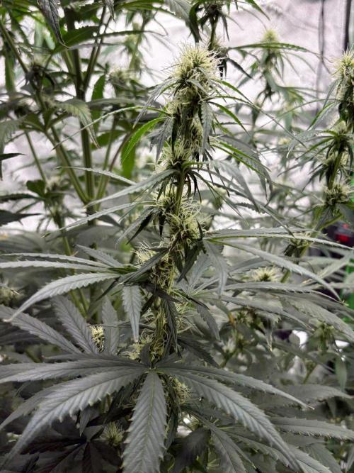 Northern Lights Auto. Week 7