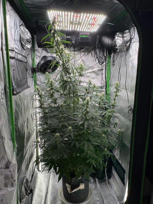 Northern Lights Auto. Week 7
