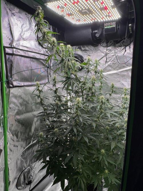 Northern Lights Auto. Week 7