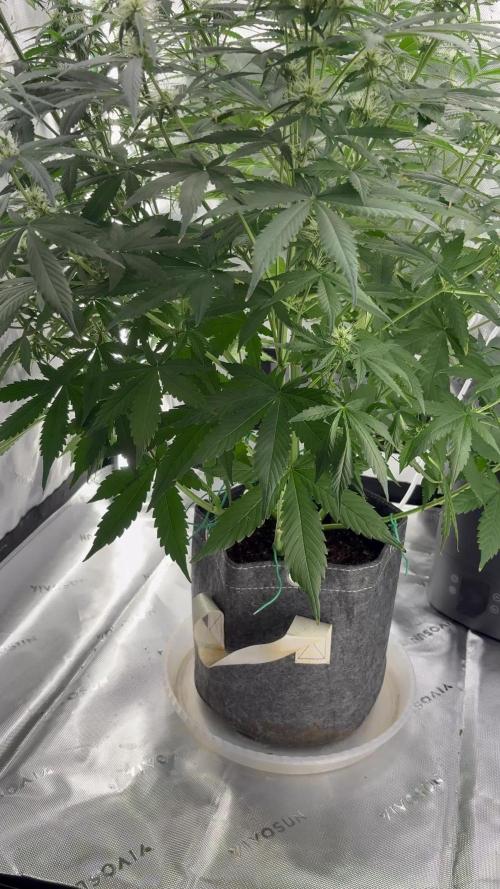 Northern Lights Auto