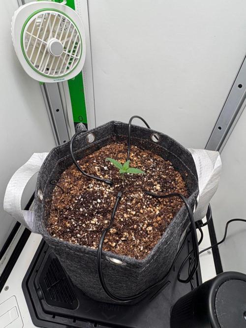 Blue Dream Auto. Week 1