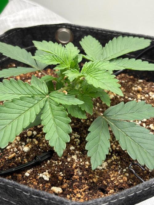 Blue Dream Auto. Week 2