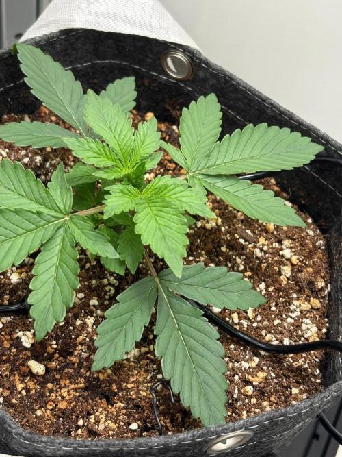 Blue Dream Auto. Week 2