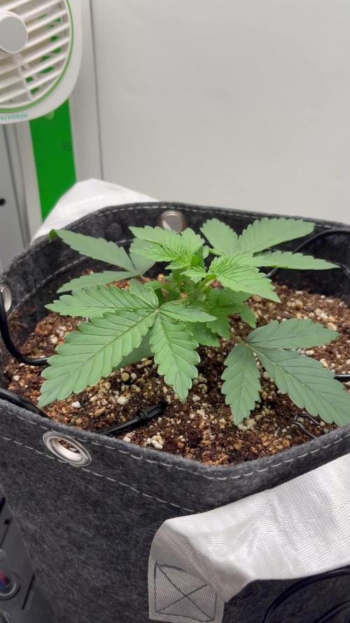 Blue Dream Auto