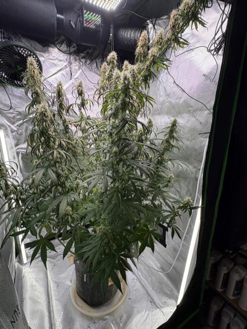 Northern Lights Auto. Week 8