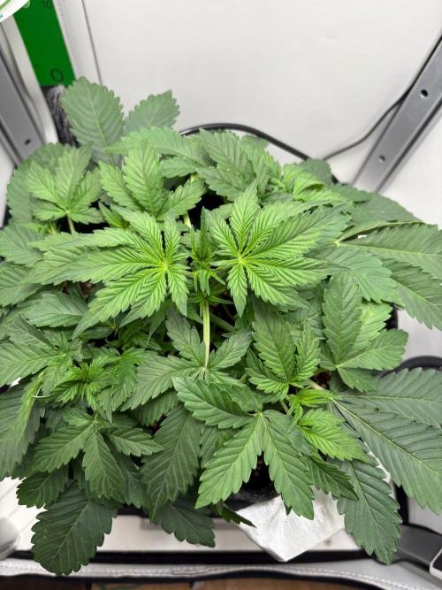Blue Dream Auto. Week 3
