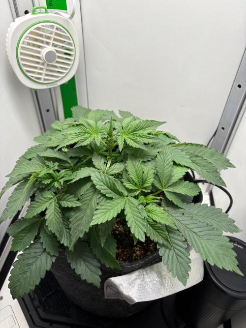 Blue Dream Auto. Week 3