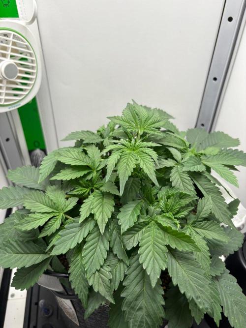 Blue Dream Auto. Week 3