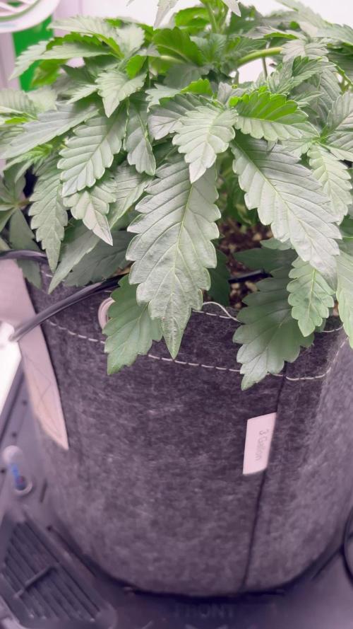 Blue Dream Auto