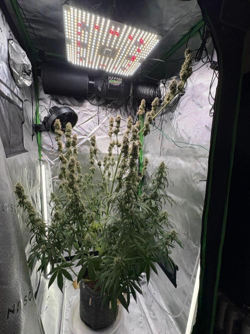 Northern Lights Auto. Week 9