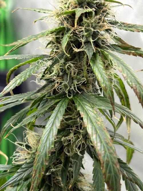 Northern Lights Auto. Week 9
