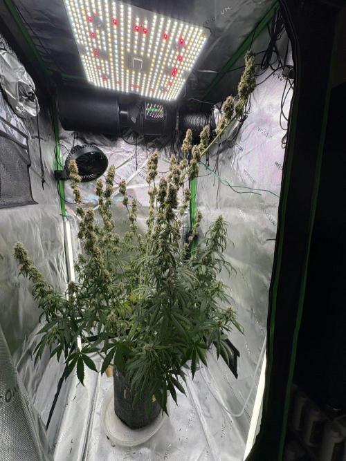 Northern Lights Auto. Week 9