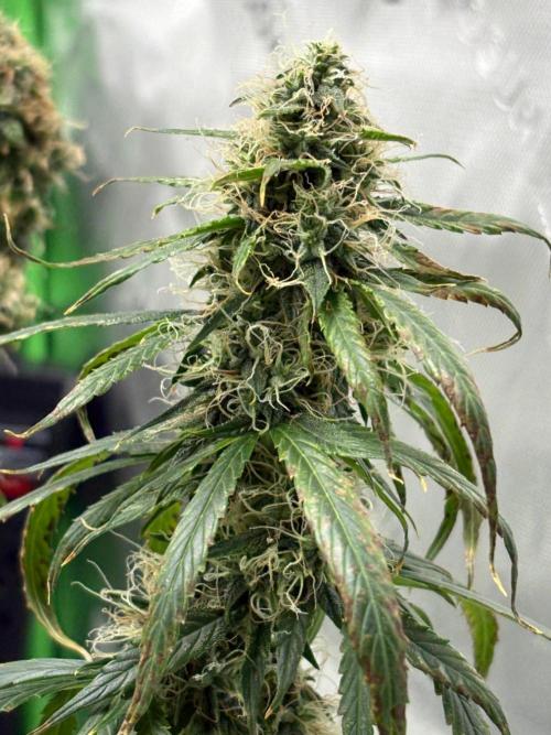 Northern Lights Auto. Week 9