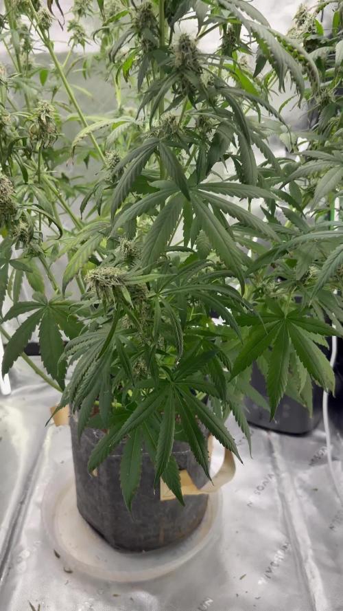 Northern Lights Auto