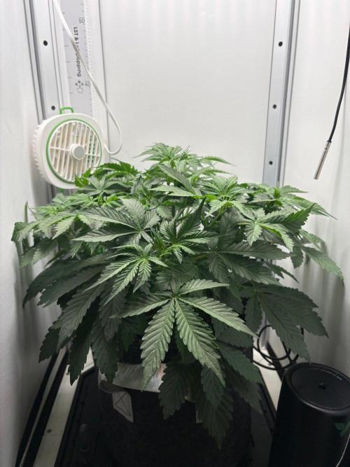 Blue Dream Auto. Week 4