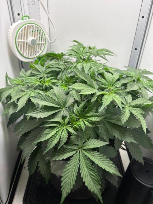 Blue Dream Auto. Week 4