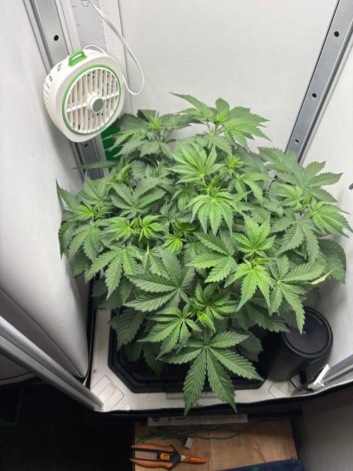Blue Dream Auto. Week 4