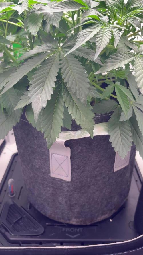 Blue Dream Auto