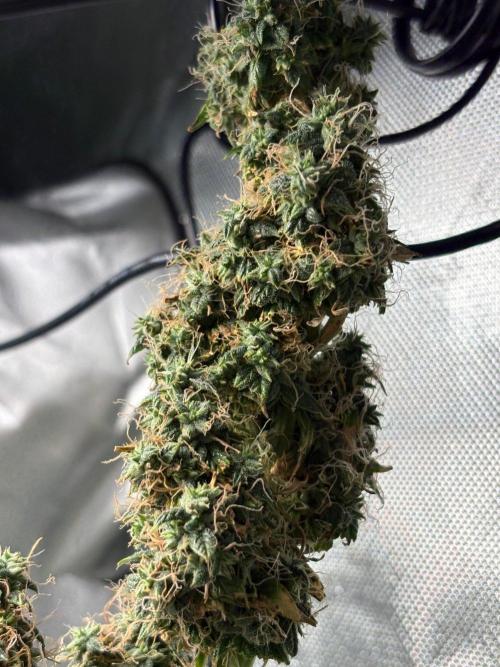 Northern Lights Auto. Week 10