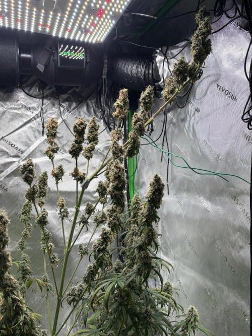 Northern Lights Auto. Week 10