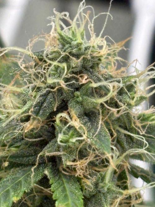 Northern Lights Auto. Week 10