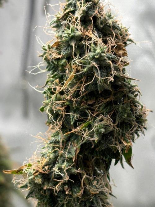 Northern Lights Auto. Week 10