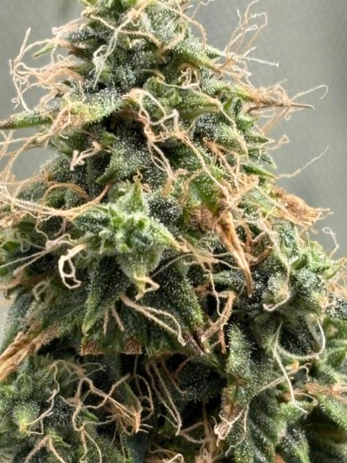 Northern Lights Auto. Week 10