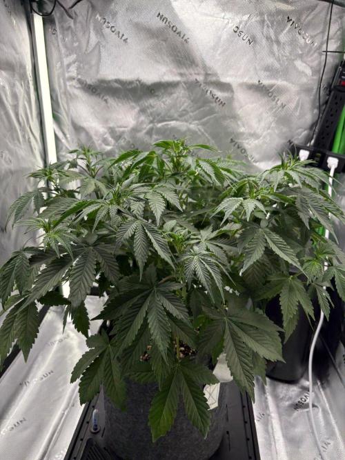 Blue Dream Auto. Week 5