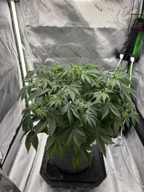 Blue Dream Auto. Week 5