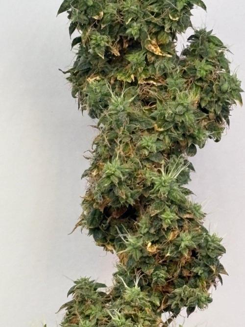 Northern Lights Auto. Week 11