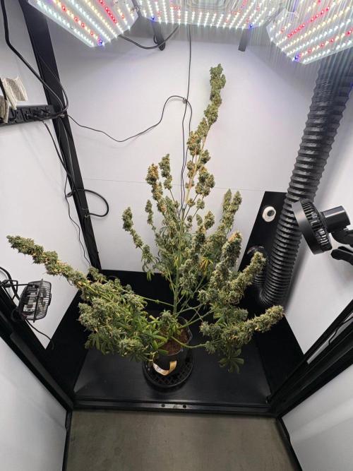 Northern Lights Auto. Week 11