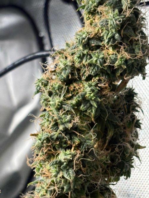 Northern Lights Auto. Week 12