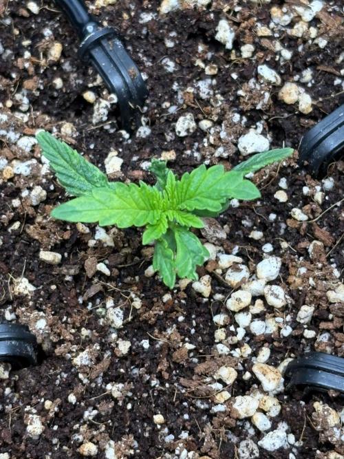 Harlequin. Week 1