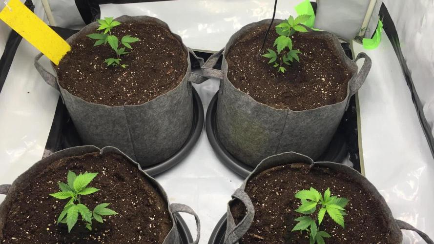 Gelato 33 - Clones - Soil