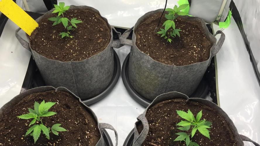 Gelato 33 - Clones - Soil