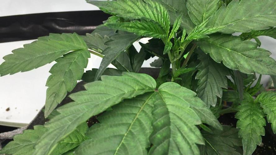 Gelato 33 - Clones - Soil