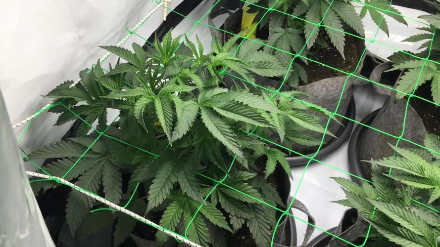 Gelato 33 - Clones - Soil