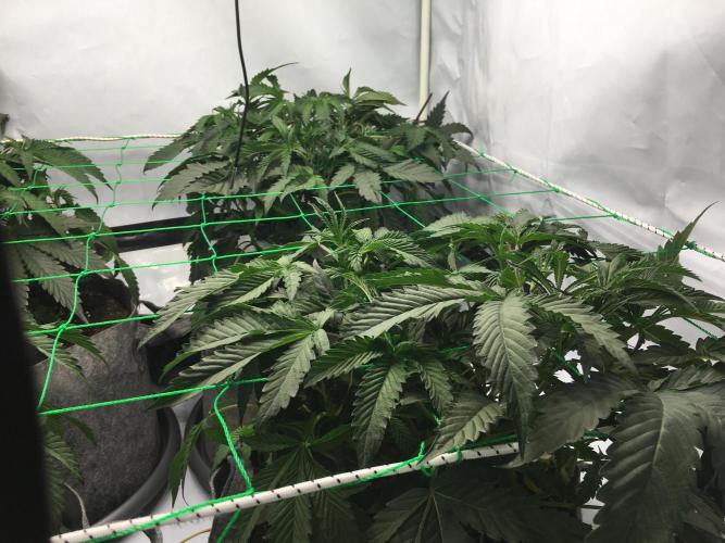 Gelato 33 - Clones - Soil. Week 5 - Day 31