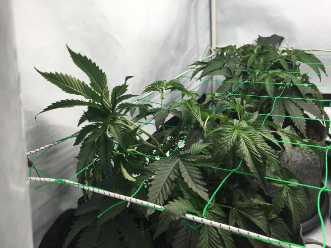 Gelato 33 - Clones - Soil. Week 5 - Day 31 Video 