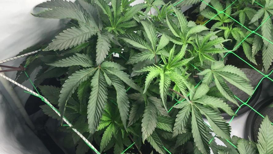 Gelato 33 - Clones - Soil