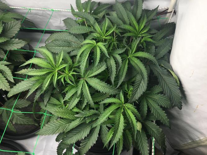 Gelato 33 - Clones - Soil. Week 5 - Day 35