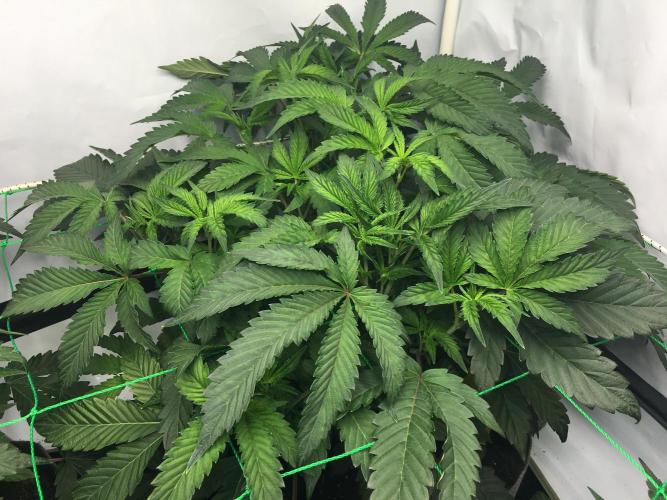 Gelato 33 - Clones - Soil. Week 5 - Day 35