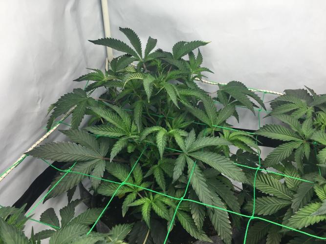 Gelato 33 - Clones - Soil. Week 5 - Day 35