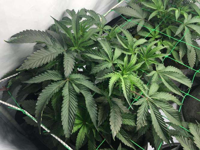 Gelato 33 - Clones - Soil. Week 5 - Day 35