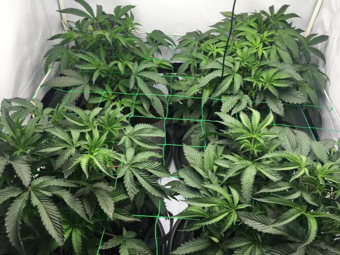 Gelato 33 - Clones - Soil. Week 5 - Day 35